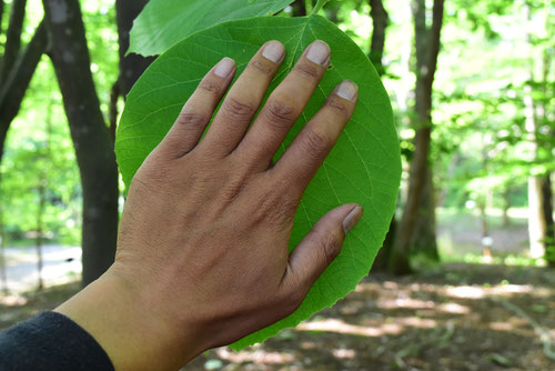 big leaf tree in Japan