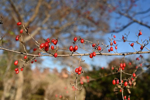 山茱萸の木,赤い実