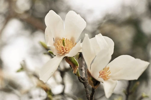 こぶしの花,特徴,コブシ