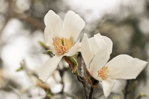 こぶしの花,特徴,コブシ,辛夷の木