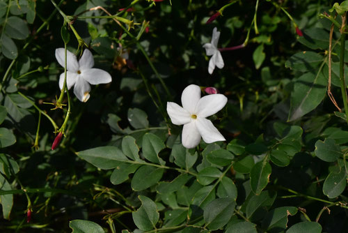 ジャスミンの花,そけい,ソケイ