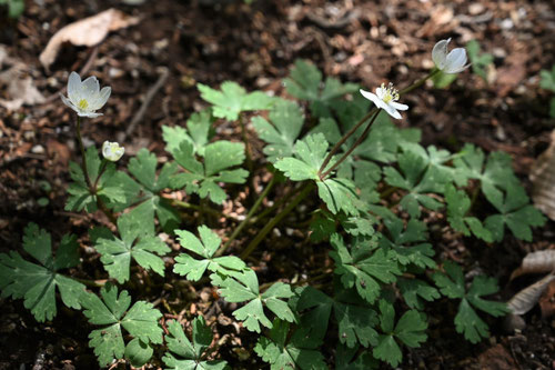 ニリンソウ,にりんそう,日陰の植物