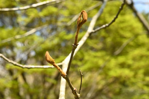 ゆくのき,ユクノキ,植物
