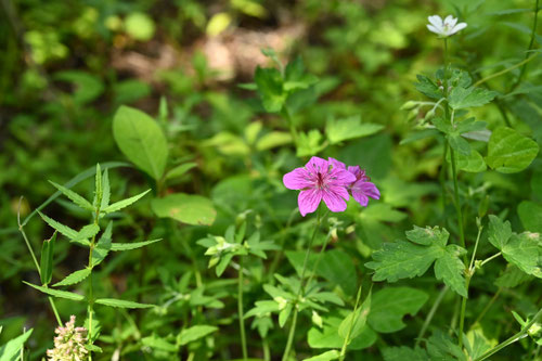 あさまふうろ,植物,開花期