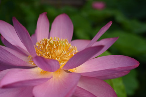 蓮の花の雄蕊