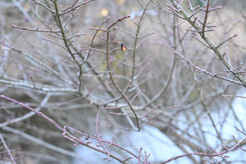 コマユミ,こまゆみ,実,画像