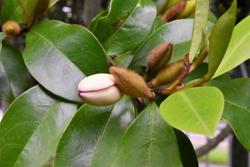 Banana shrub,flower