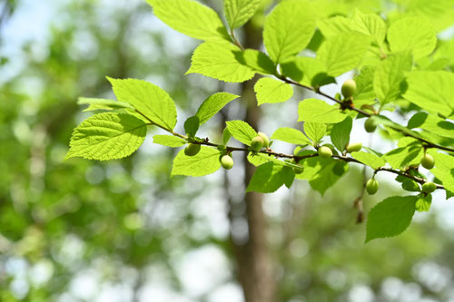 花,ユスラウメの木,ゆすらうめの実,植物