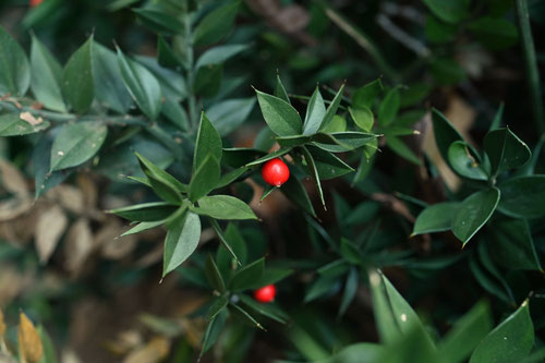 トゲのある植物,赤い実