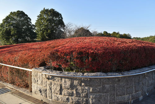 ドウダンツツジ