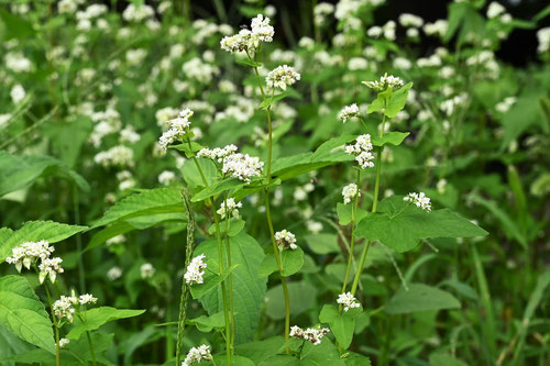 そば,植物