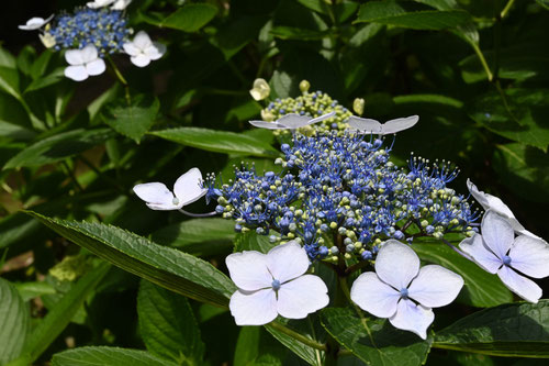 ７月に咲く青い花