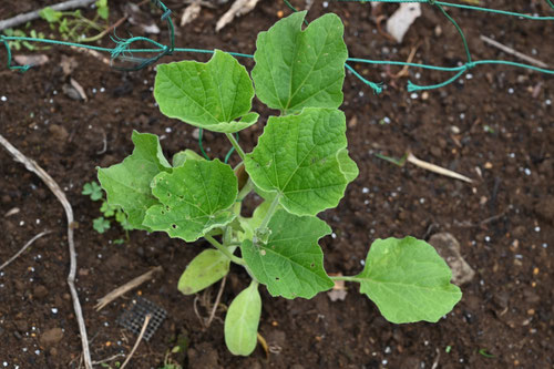 ひょうたん,瓢箪,なえ,ヒョウタン
