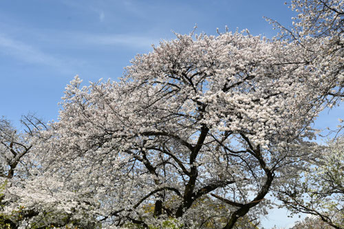 ソメイヨシノの特徴,そめいよしの,染井吉野の花