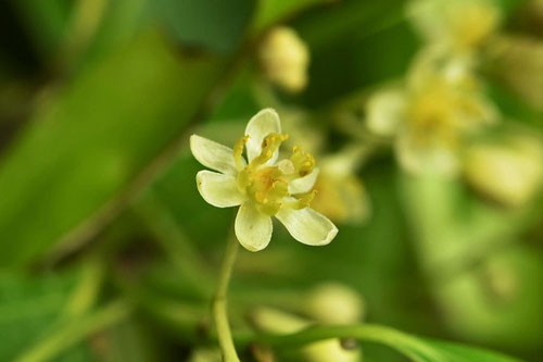 Japanese cinnamon tree