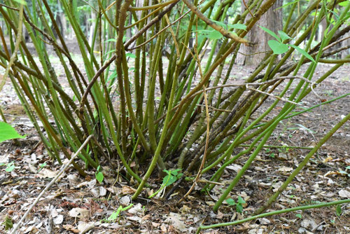 花筏,ハナイカダの木,はないかだ,hanaikada,tree