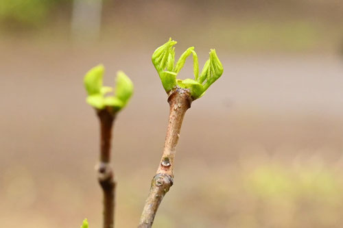 キハダの木,きはだ,木,特徴