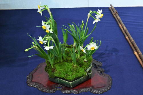 スイセンの花,水仙,盆栽