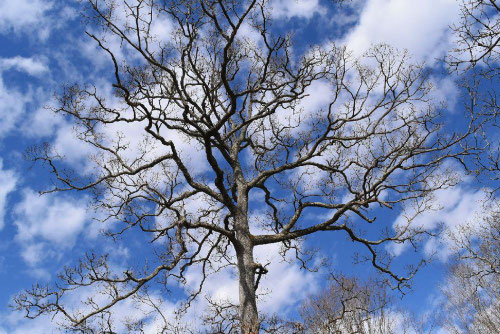 くぬぎ,椚の木,クヌギ,樹木図鑑