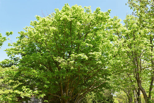 Horned Maple,Japan