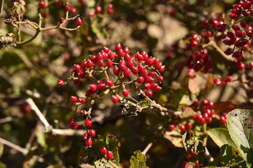 ガマズミの木の実は食べられますか
