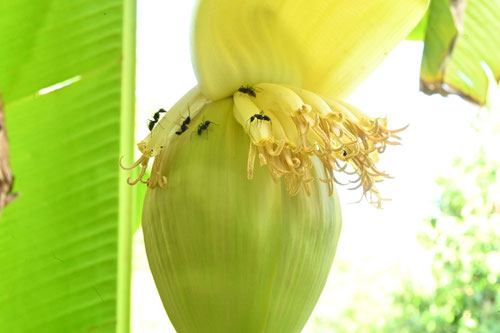 優曇華とは,バショウ,ばしょう,植物