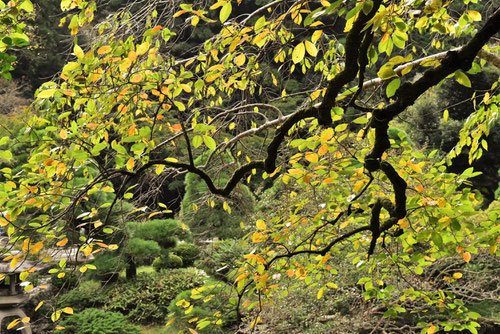 柿の木の紅葉,黄葉,カキの木