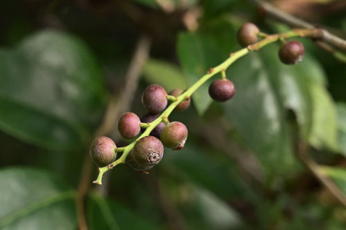 しゃしゃんぼ,植物,シャシャンボ