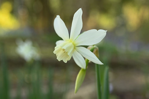 スイセンの花,水仙,すいせん,植物,品種