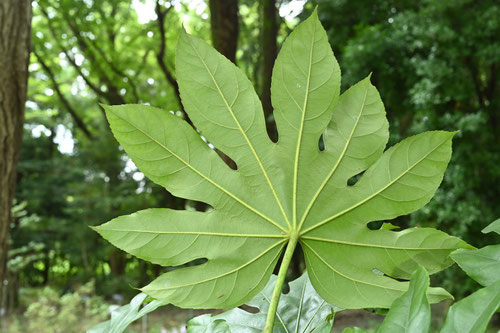 Japanese Aralia,ヤツデ