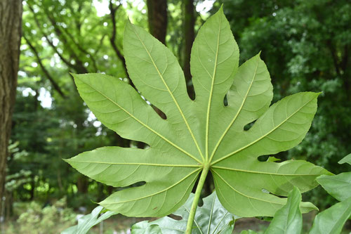 やつで,八手の木,Japanese Aralia,ヤツデ