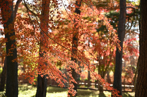 Japanese maple