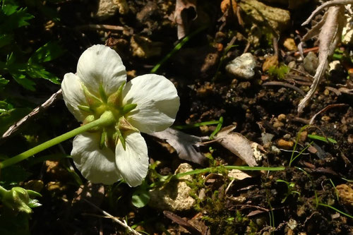チングルマ,高山植物,ちんぐるま