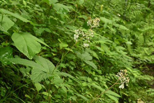 草紫陽花の開花時期