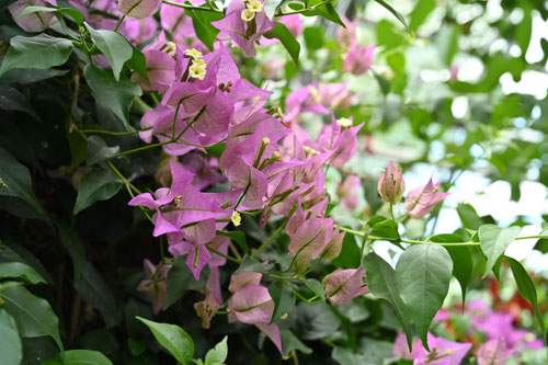 ８月に咲く赤紫の花,木
