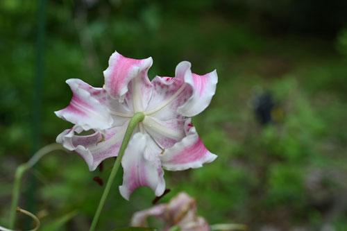 Showy lily