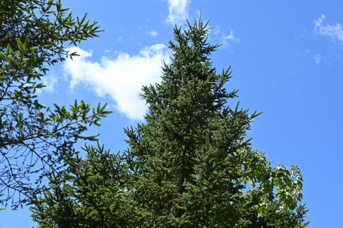降雪に耐える樹木
