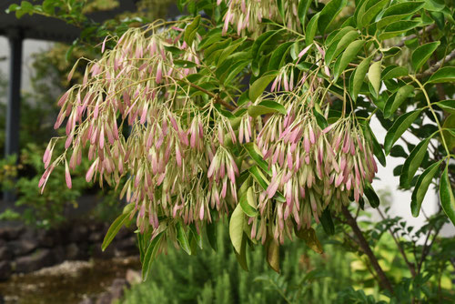 シマトネリコ,果実,種子