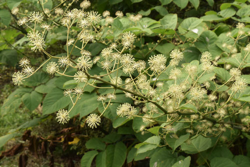 独活,開花時期,うど