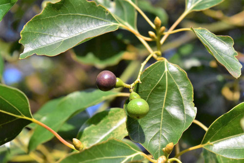 クスノキ,楠の実,くすのき,となりのトトロの木