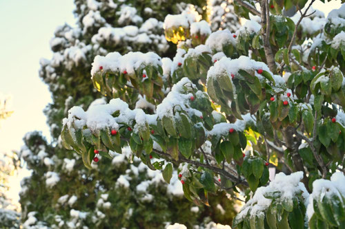 雪に強い庭木
