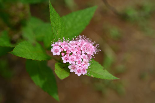 下野の花