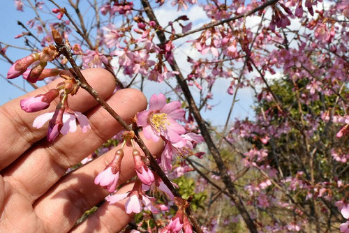 ピンクが濃い早咲きの桜