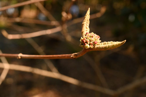 おおちょうじがまずみ,オオチョウジガマズミ