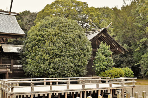 金木犀,きんもくせい,手入れ,キンモクセイ