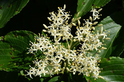 熊野水木 花 時期