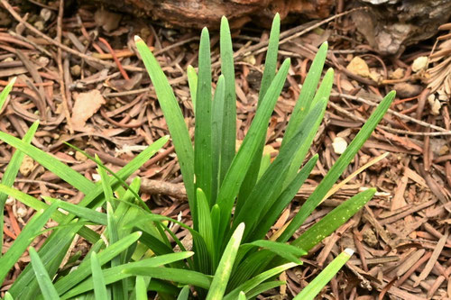タマリュウ,たまりゅう,玉竜,植物