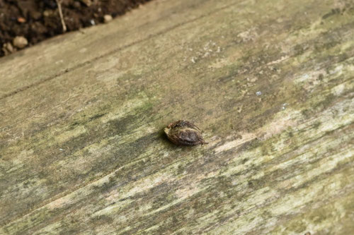 シナサワグルミ,しなさわぐるみ,樹木