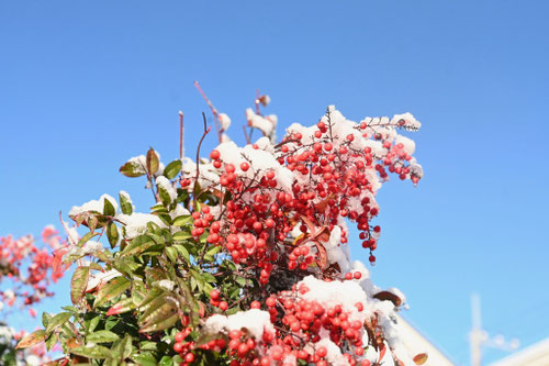 ナンテンの木,南天,なんてん