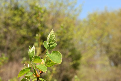 Japanese spicebush